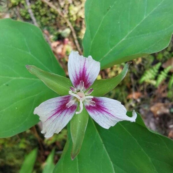 Trillium undulatum പുഷ്പം