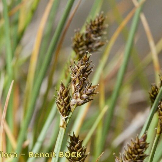 Carex lachenalii Fruct