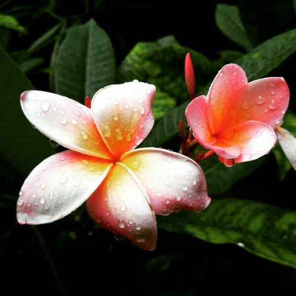 Plumeria rubra Flower