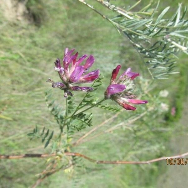 Astragalus onobrychis Flower