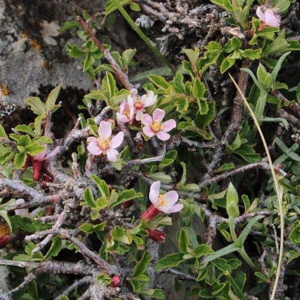 Prunus prostrata Fuelha
