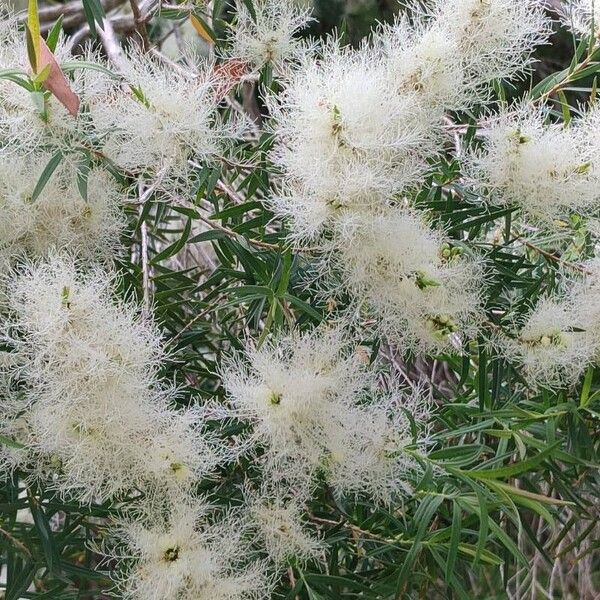 Melaleuca linariifolia Blüte