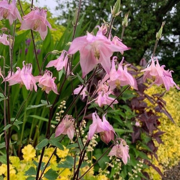 Aquilegia nigricans Kvet