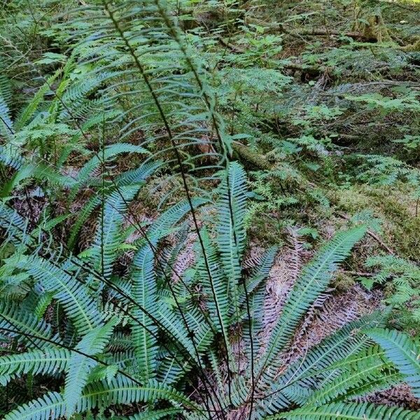 Polystichum munitum Feuille