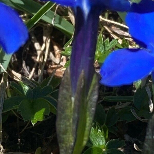 Gentiana brachyphylla Flower