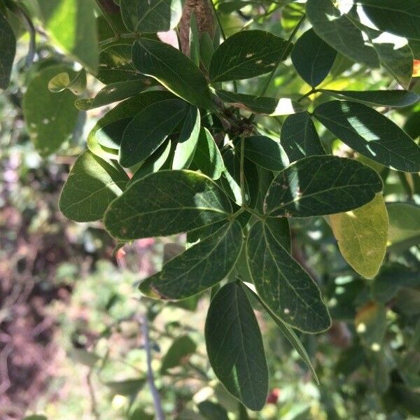 Pithecellobium dulce Leaf