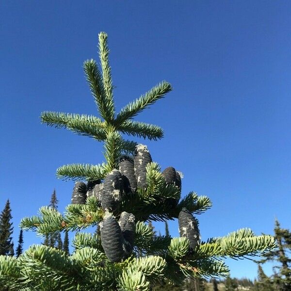 Abies lasiocarpa ഫലം