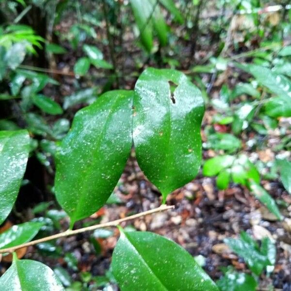 Chaunochiton kappleri Leaf