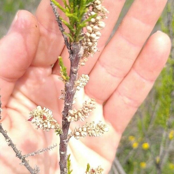 Tamarix africana Flower