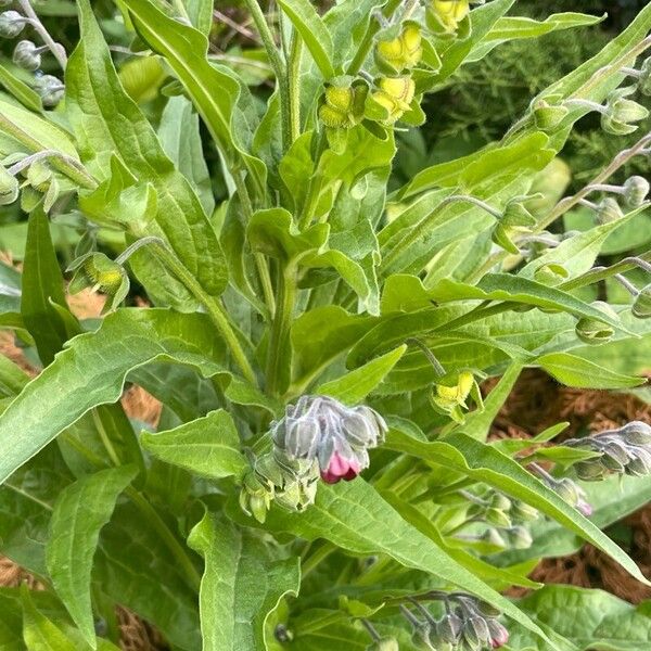 Cynoglossum officinale Flower