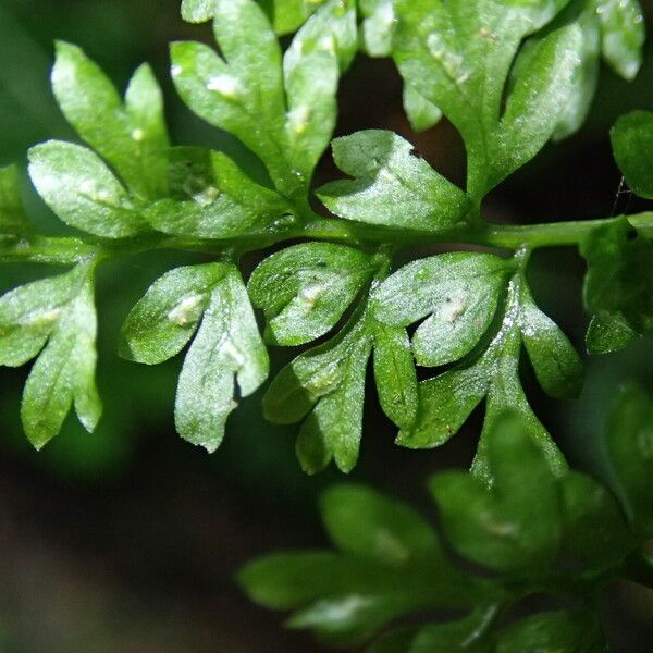 Asplenium abyssinicum Leaf