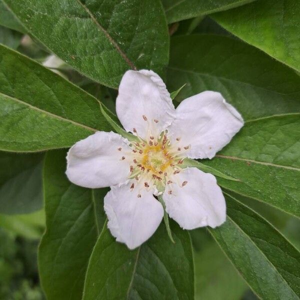 Crataegus germanica Çiçek