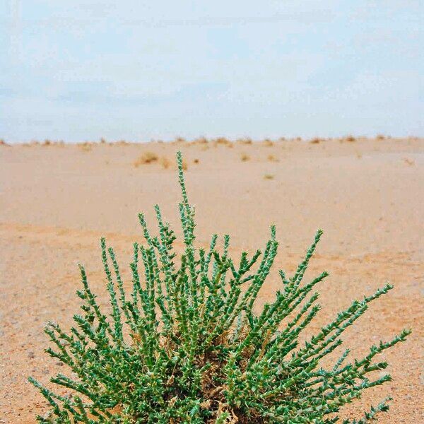 Cornulaca monacantha Habit