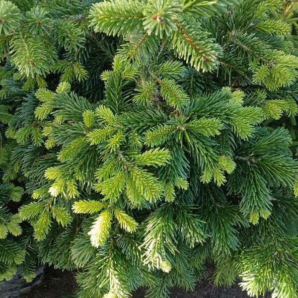 Abies nordmanniana Habitus