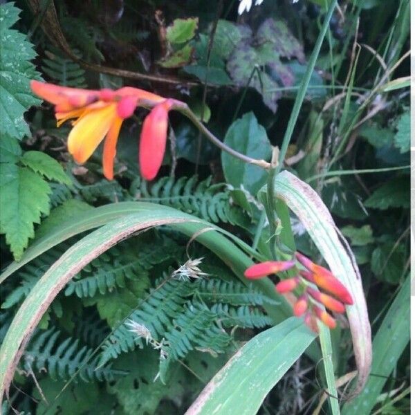 Crocosmia × crocosmiiflora Květ