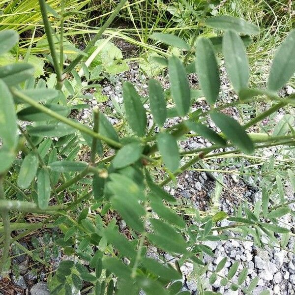 Onobrychis viciifolia Deilen