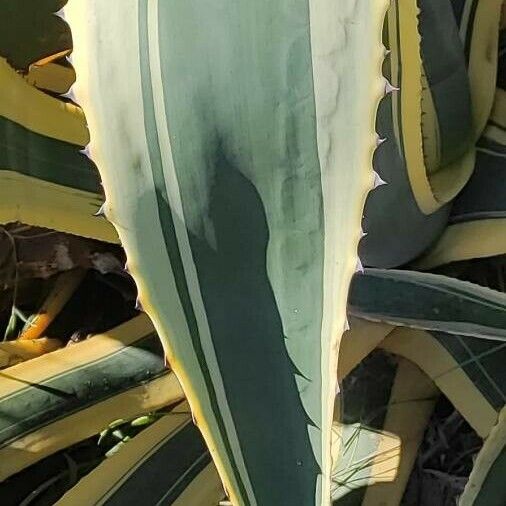 Agave americana Fulla