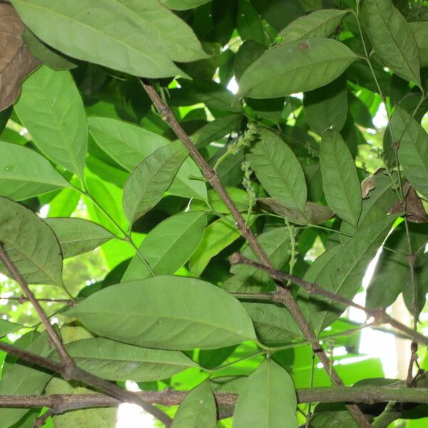 Tabernaemontana pachysiphon Leaf