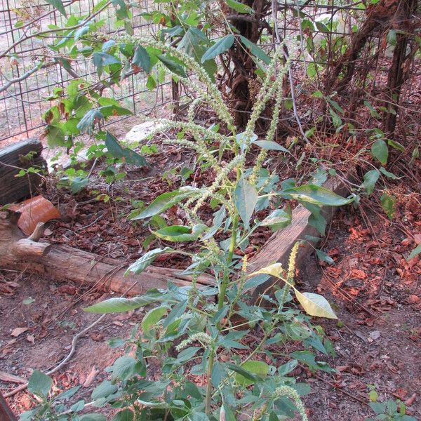 Amaranthus palmeri आदत