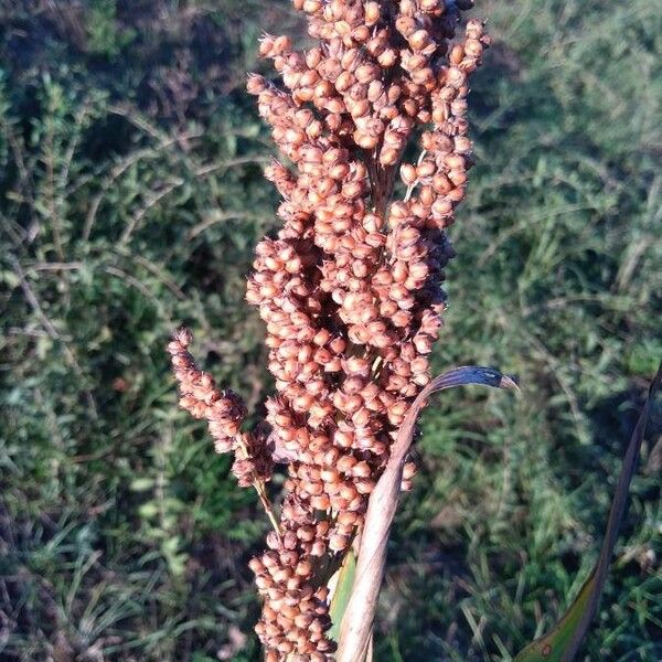 Sorghum bicolor Vaisius