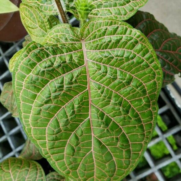 Fittonia gigantea Leaf