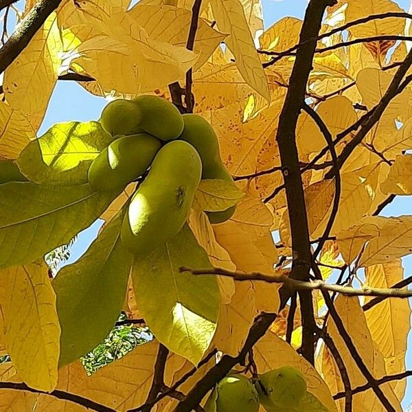 Asimina triloba Hedelmä