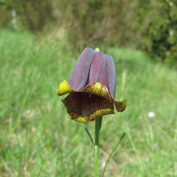 Fritillaria lusitanica Цвят