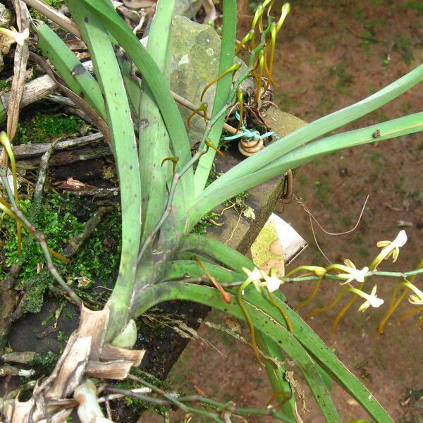 Summerhayesia laurentii Alkat (teljes növény)