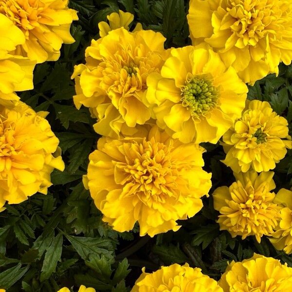 Tagetes erecta Kwiat