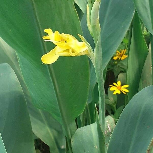 Canna glauca Blüte