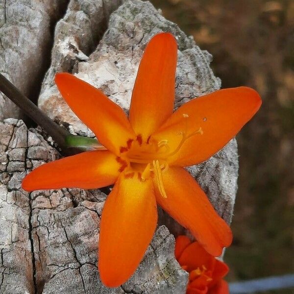 Crocosmia × crocosmiiflora Bloem