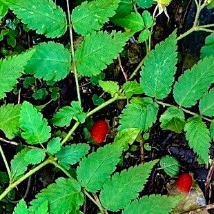 Rubus rosifolius पत्ता