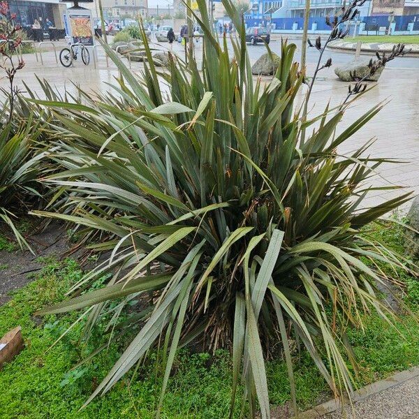 Phormium tenax Листок