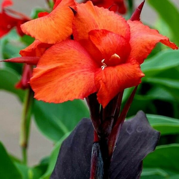 Canna indica Flower