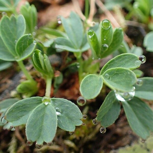 Sibbaldia procumbens Natur