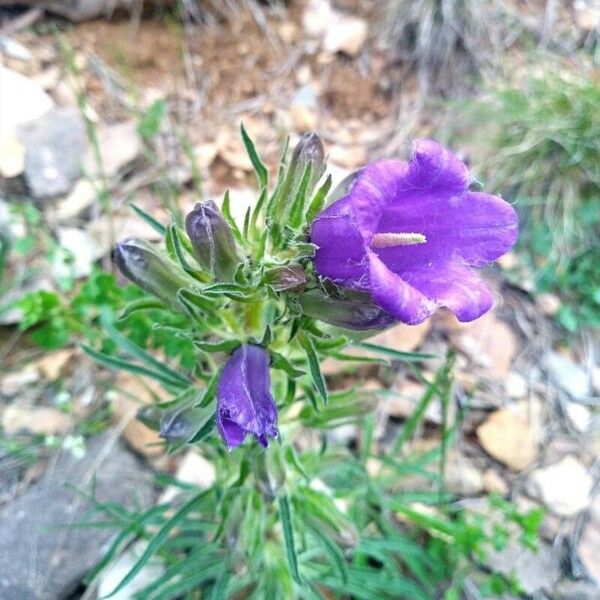 Campanula speciosa Květ