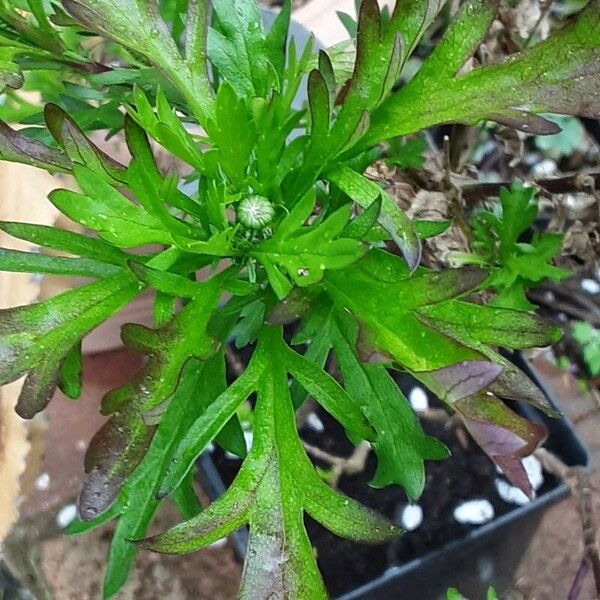 Euryops chrysanthemoides Leaf