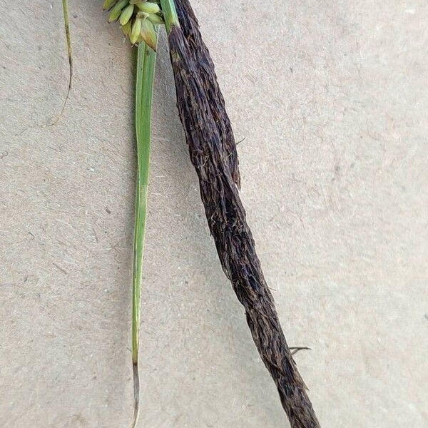 Carex acutiformis Floro