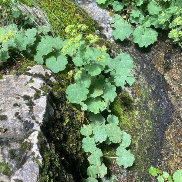 Alchemilla mollis Tervik taim