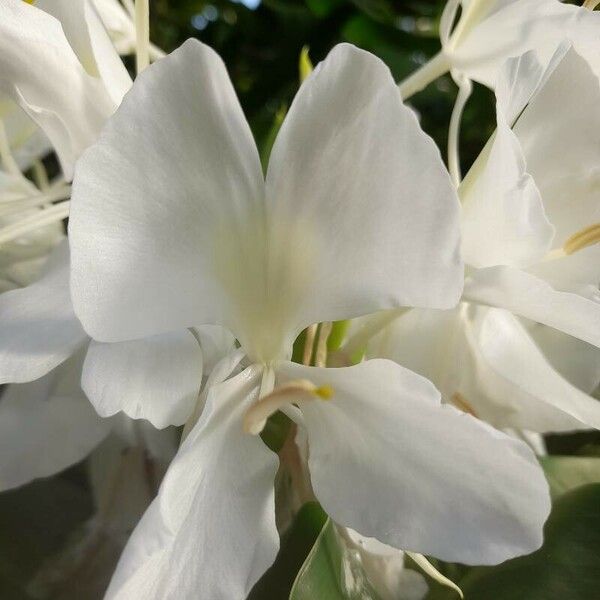 Hedychium coronarium Flor