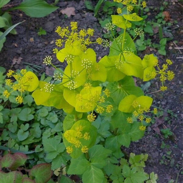 Smyrnium perfoliatum ফুল