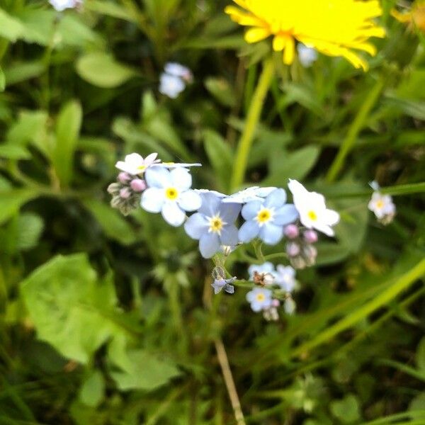 Myosotis stricta Kukka