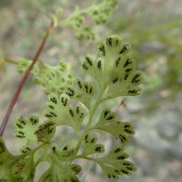 Anogramma leptophylla Folha