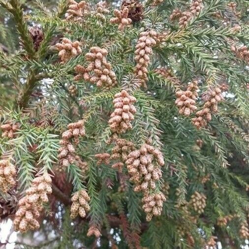 Cryptomeria japonica Flower