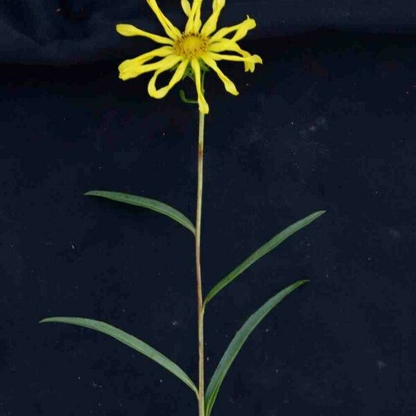 Aldama bracteata Bloem