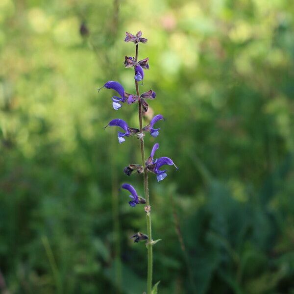 Salvia virgata 花