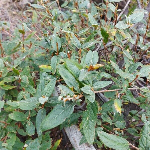 Shepherdia canadensis Folio