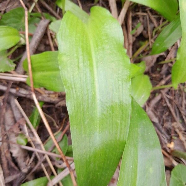 Allium ursinum 葉