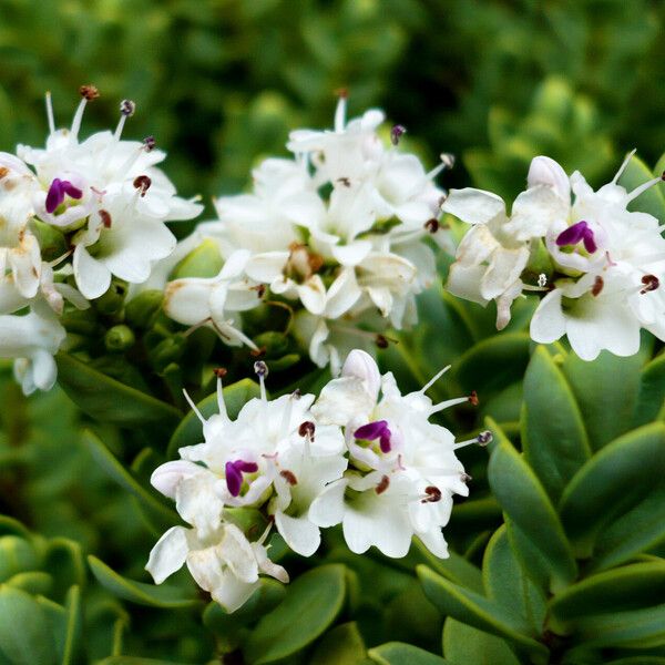 Veronica buchananii Fleur