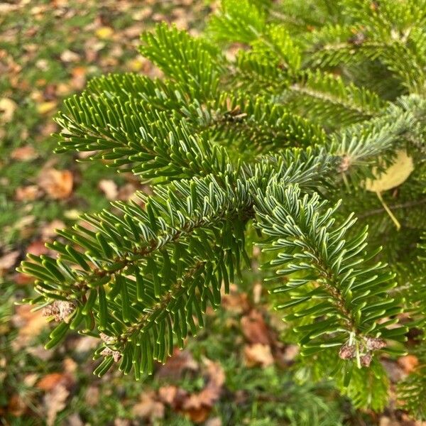 Abies nordmanniana برگ